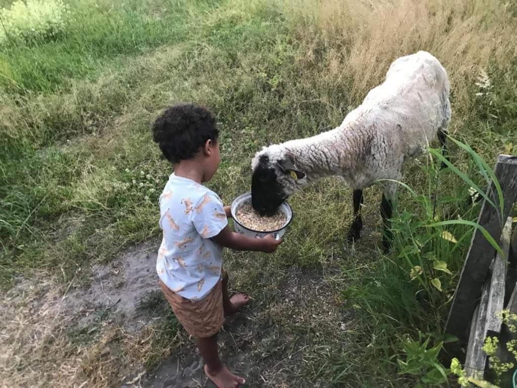 Namelis Nr 1 Adeles Sodyba Sturmai المظهر الخارجي الصورة